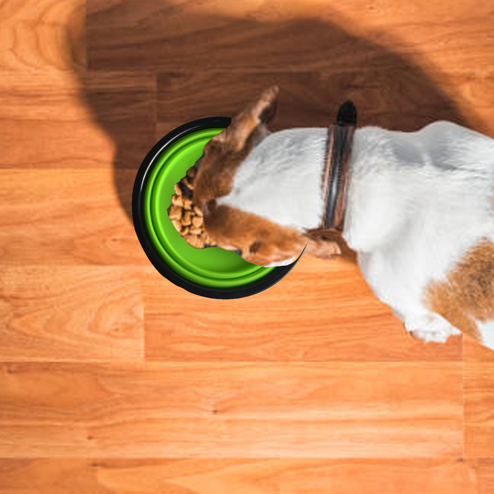 Custom Collapsible Silicone Travel Pet Bowl