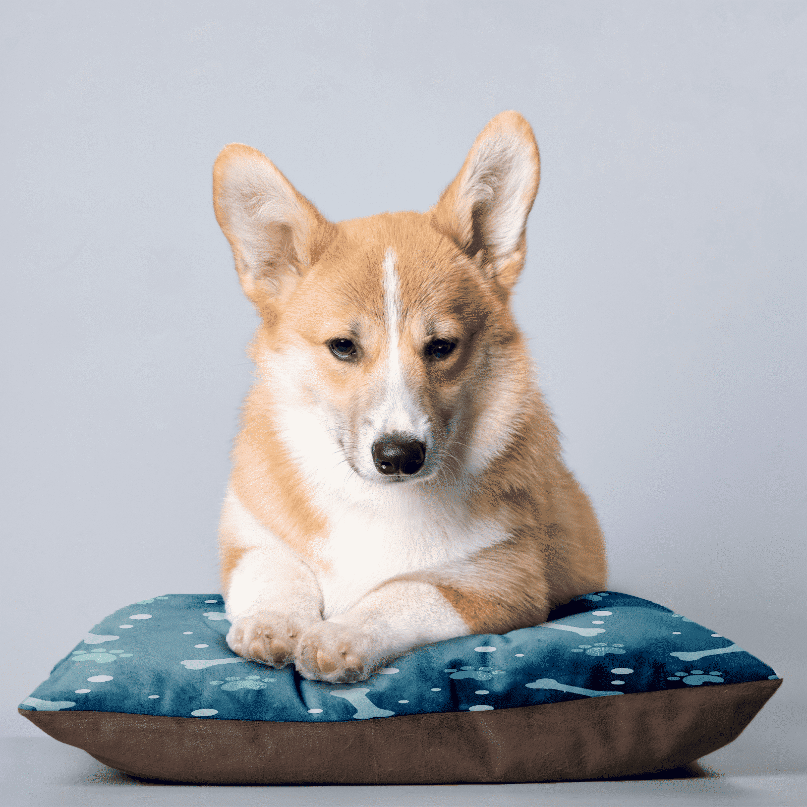 Pet Bed for Dogs and Cats